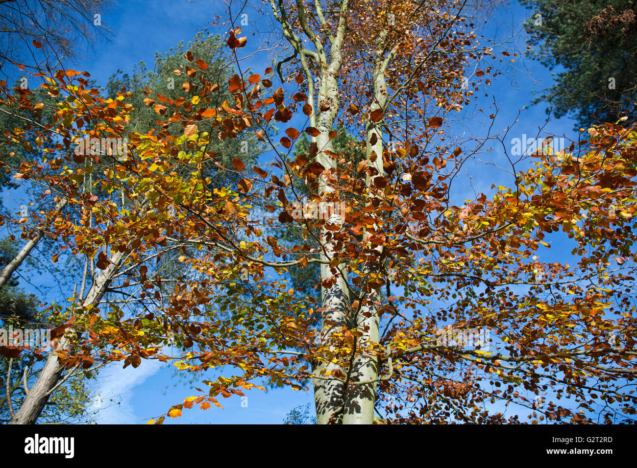 Incredibili sfumature autunnali e sfumature cromatiche dal faggio impostare aginst una vivida cielo blu in autunno Cannock Chase Foto Stock