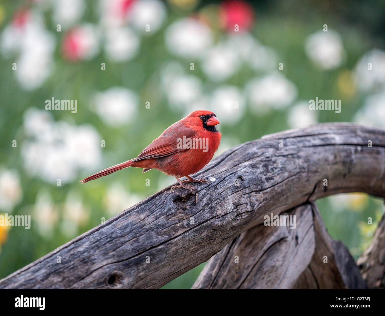 Il cardinale Nord ,Cardinalis cardinalis, è un North American bird in genere Cardinalis; è anche colloquialmente noto come Foto Stock