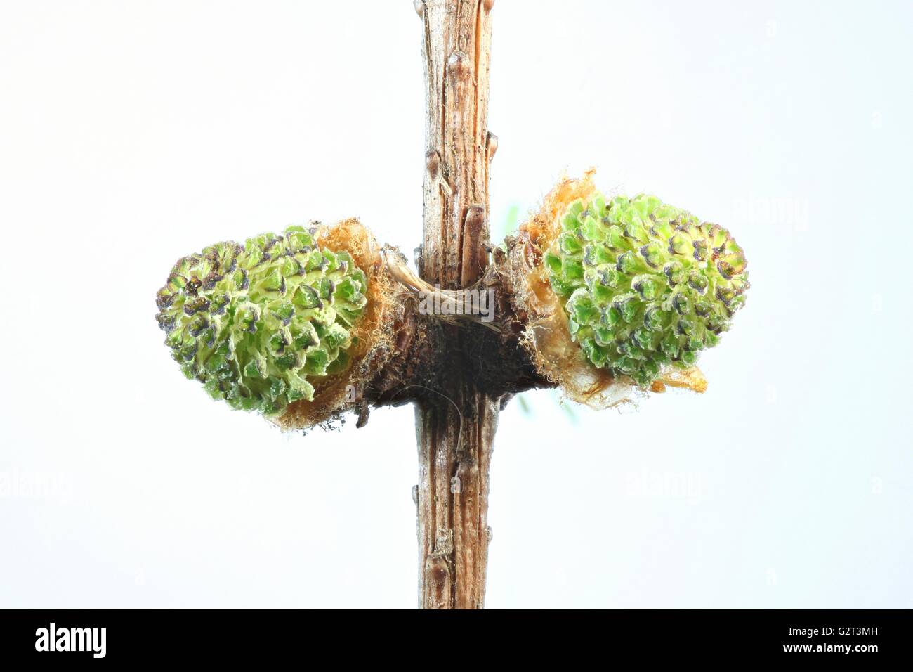 Il larice, verde fiori maschili Foto Stock