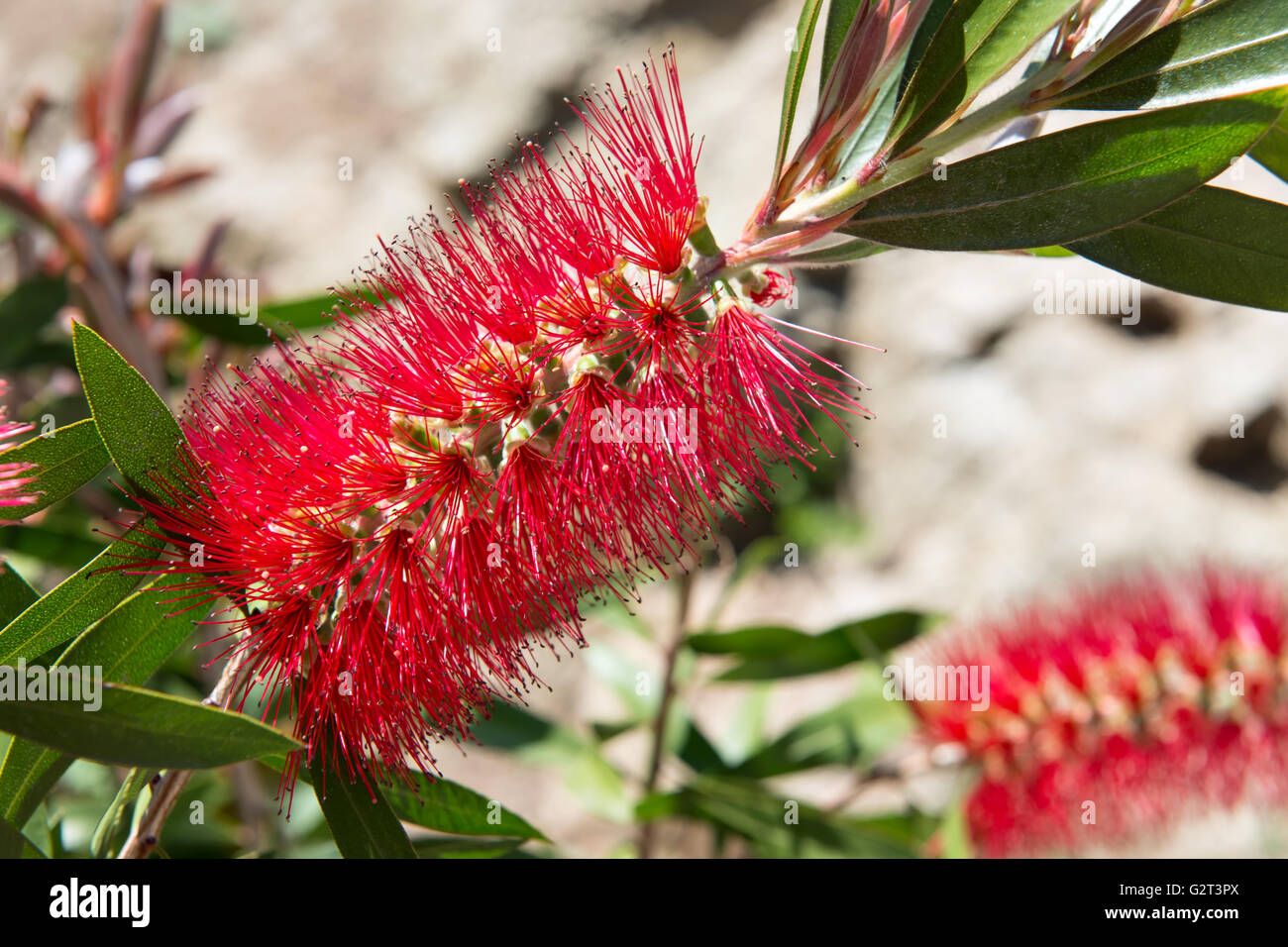 Bottiglia di Rosso fiori spazzola closeup Foto Stock