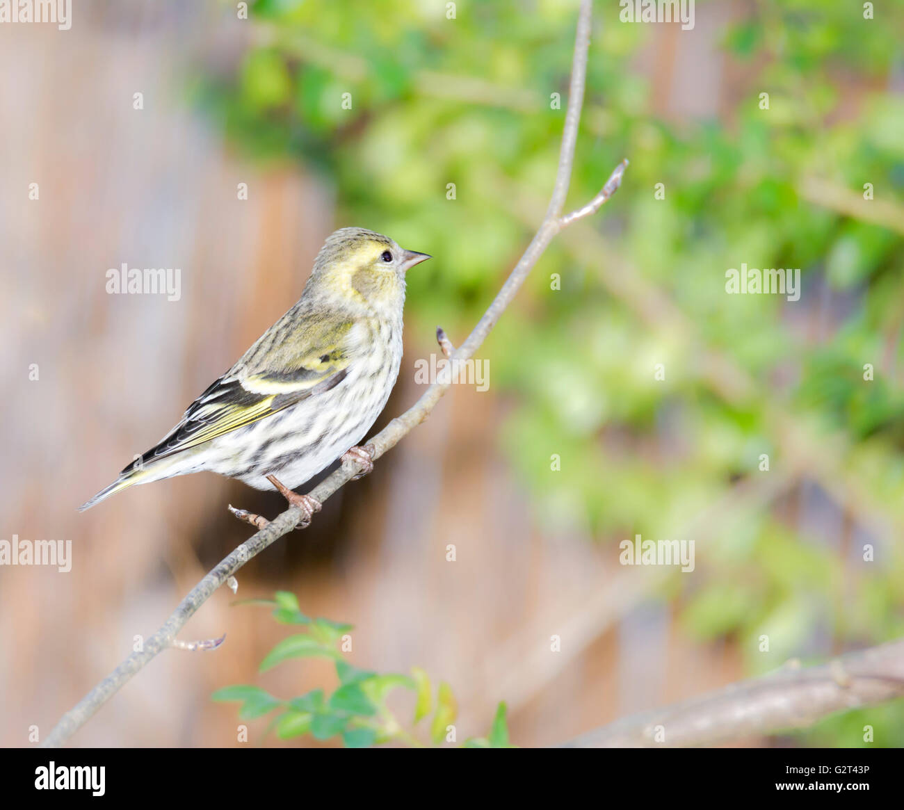 Eurasian lucherino seduto su un ramoscello di un albero Foto Stock
