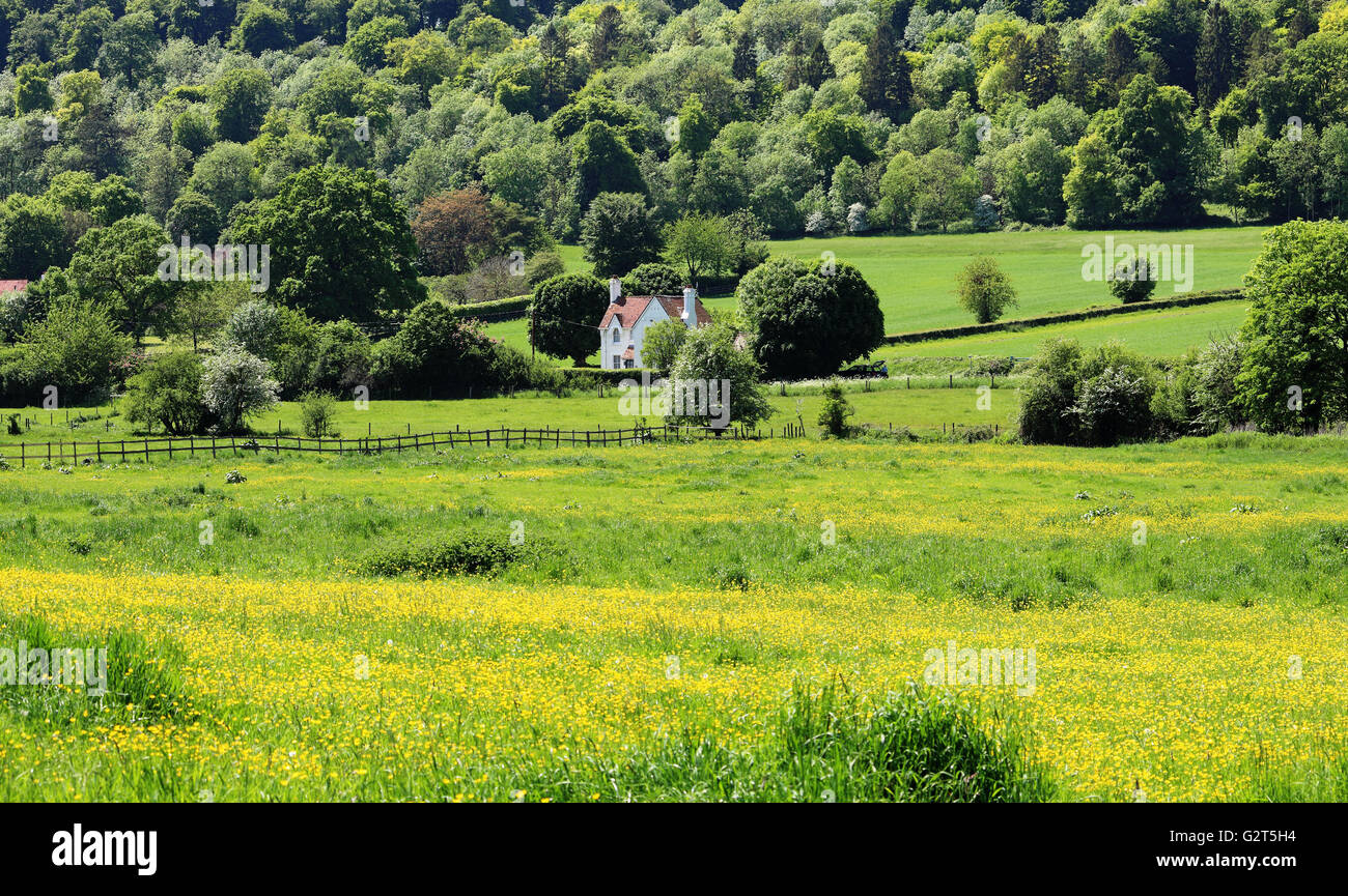Un inglese un paesaggio rurale nella Chiltern Hills con campo pieno di renoncules Foto Stock