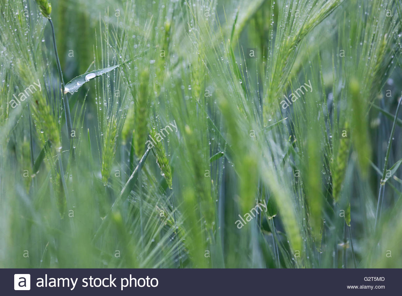 Goccia di pioggia di grandi dimensioni in un campo di verde, mais immaturi Foto Stock