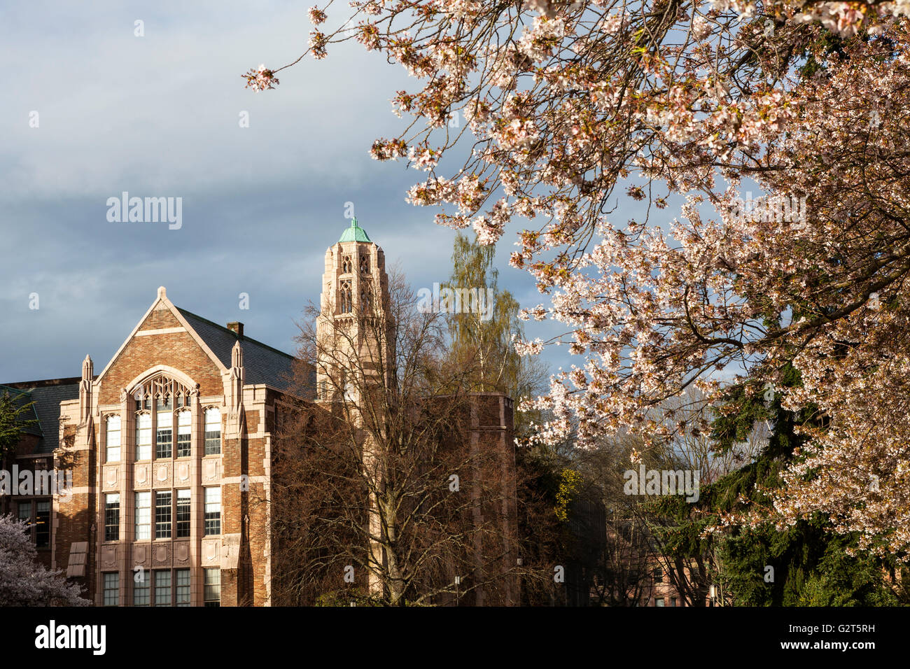 WA11681-00...WASHINGTON - ciliegi in fiore presso l Università di Washington in Seattle. Foto Stock