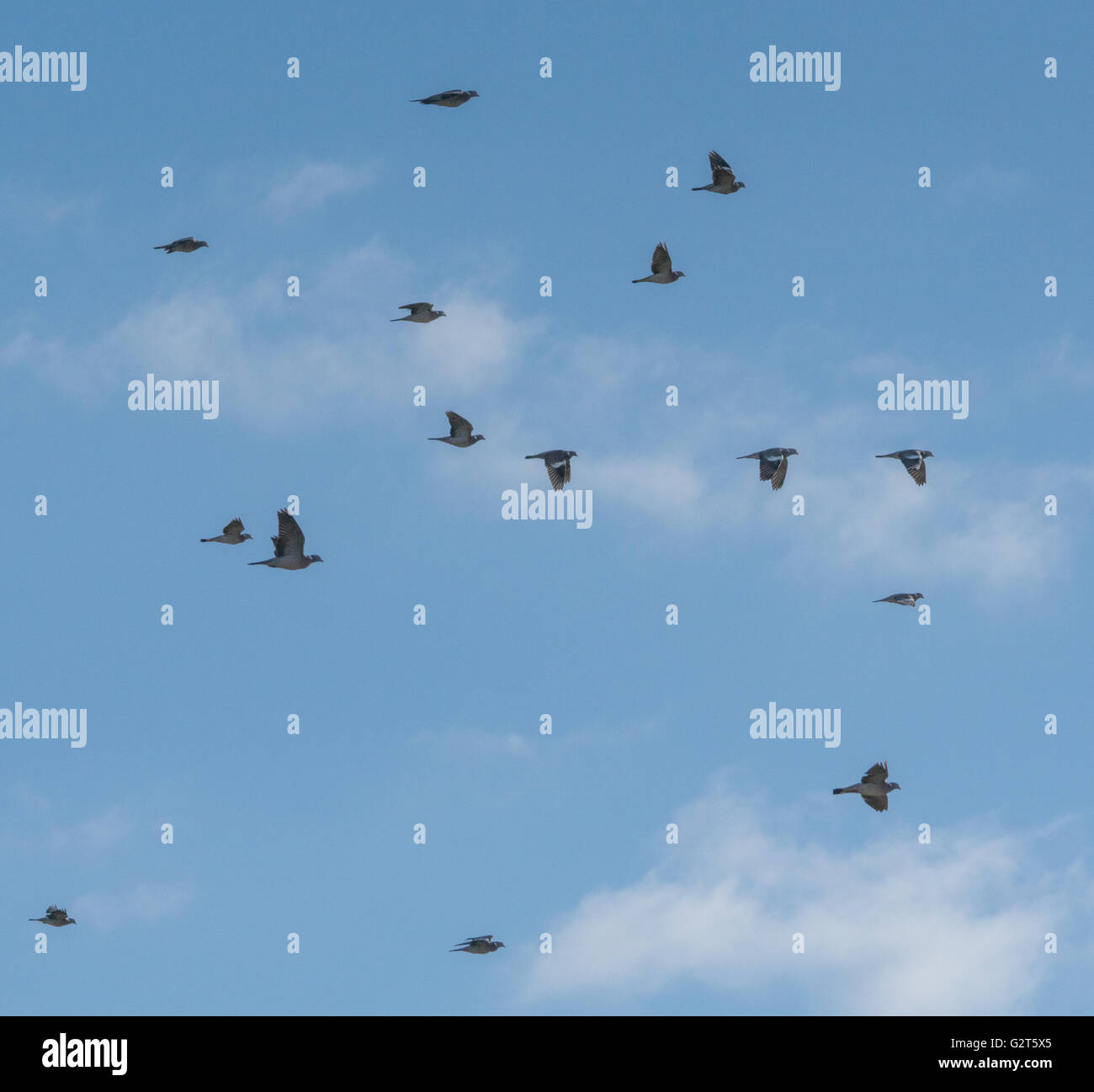 Stormo di uccelli Colombacci colombacci contro il cielo blu con nuvole Foto Stock