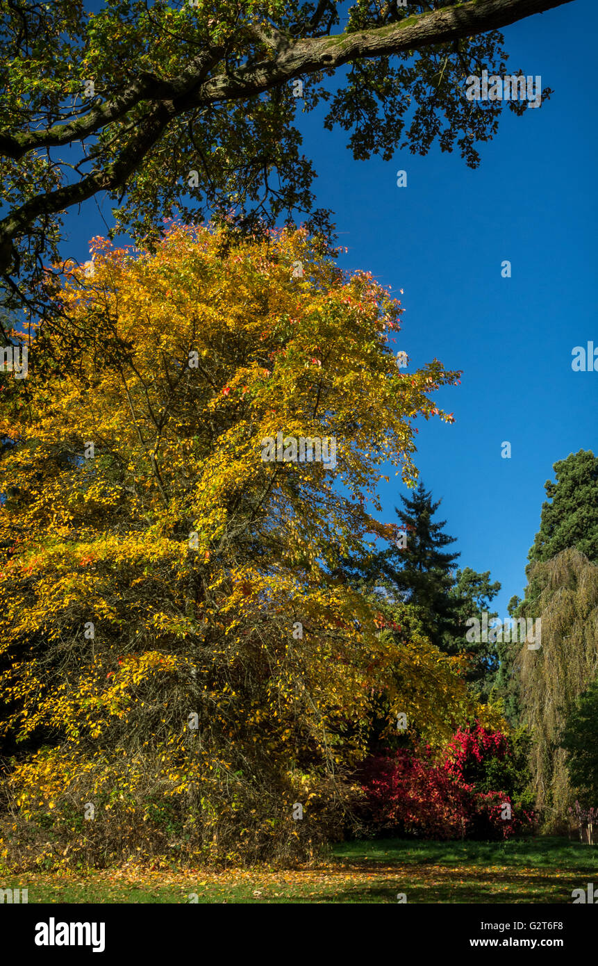 Colore di autunno a batsford arboretum in Cotswolds Foto Stock