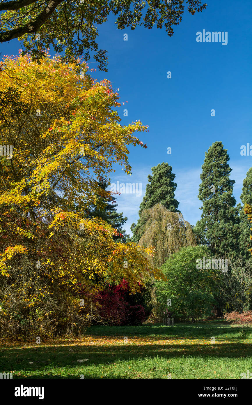 Colore di autunno a batsford arboretum in Cotswolds Foto Stock