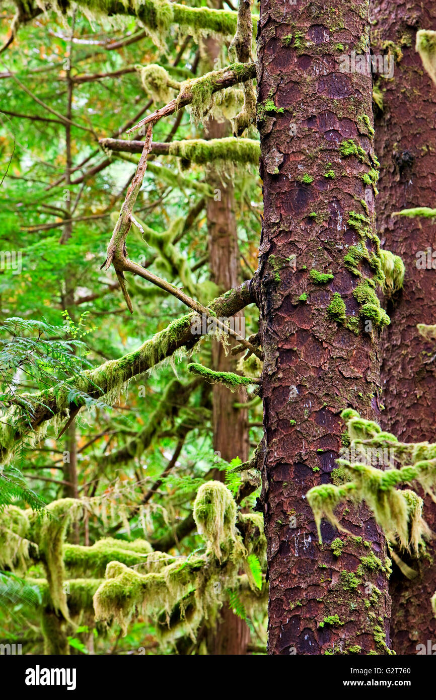Sitka Spruce, Picea sitchensis con muschi e licheni drappeggiati sui suoi rami lungo il sentiero di San Josef Bay a Cape Scott Provin Foto Stock