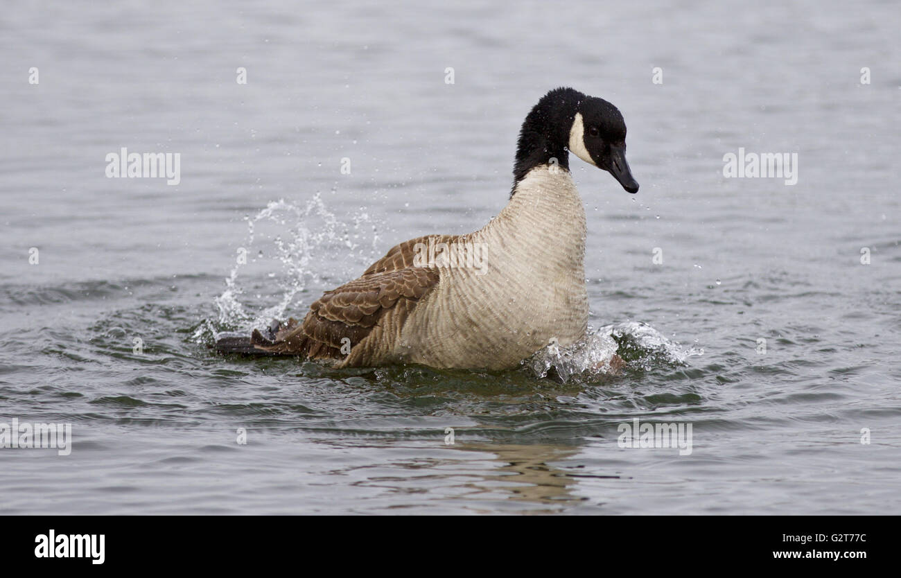 Immagine isolata del nuoto espressamente Canada Goose nel lago Foto Stock
