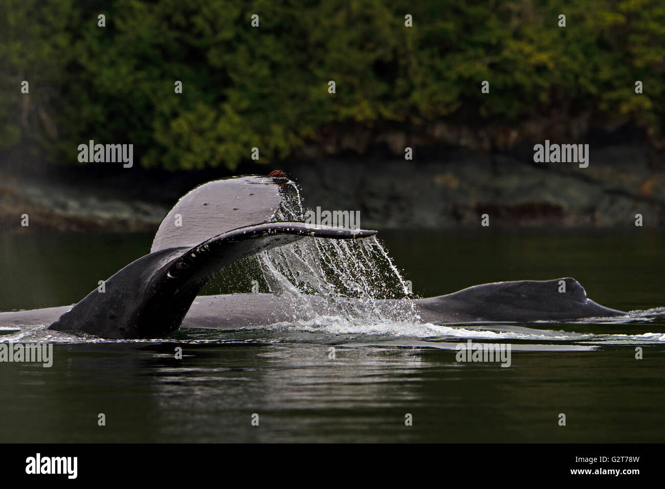 Due balene Humpack (Megaptera novaengliae) che viaggia lungo la British Columbia costa, grande orso nella foresta pluviale, British Columb Foto Stock