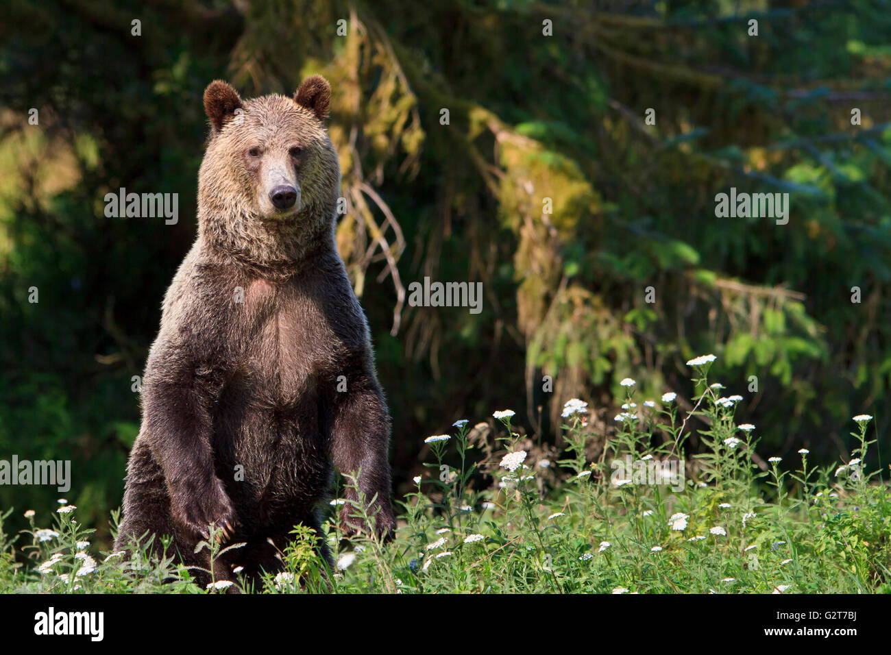 Costiera orso grizzly in piedi (Ursus arctos) a Glendale Cove, Cavaliere ingresso, British Columbia, Canada. Foto Stock