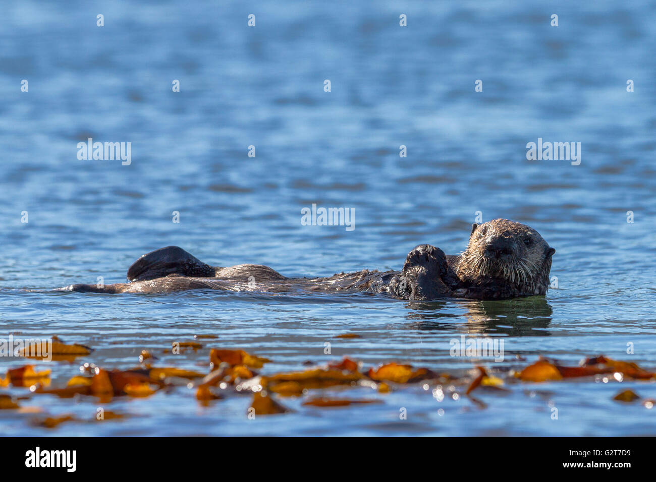 Sea Otter sulla sua schiena godendo il sole, British Columbia, Canada Foto Stock