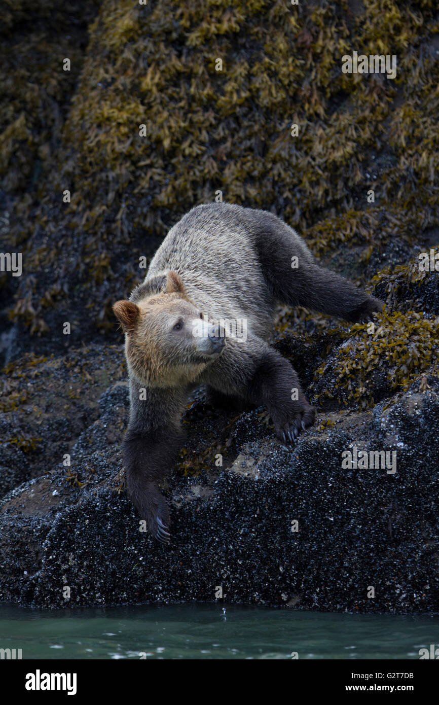 Orso grizzly in cerca di cibo lungo la bassa marea linea, ingresso del cavaliere, British Columbia, Canada Foto Stock