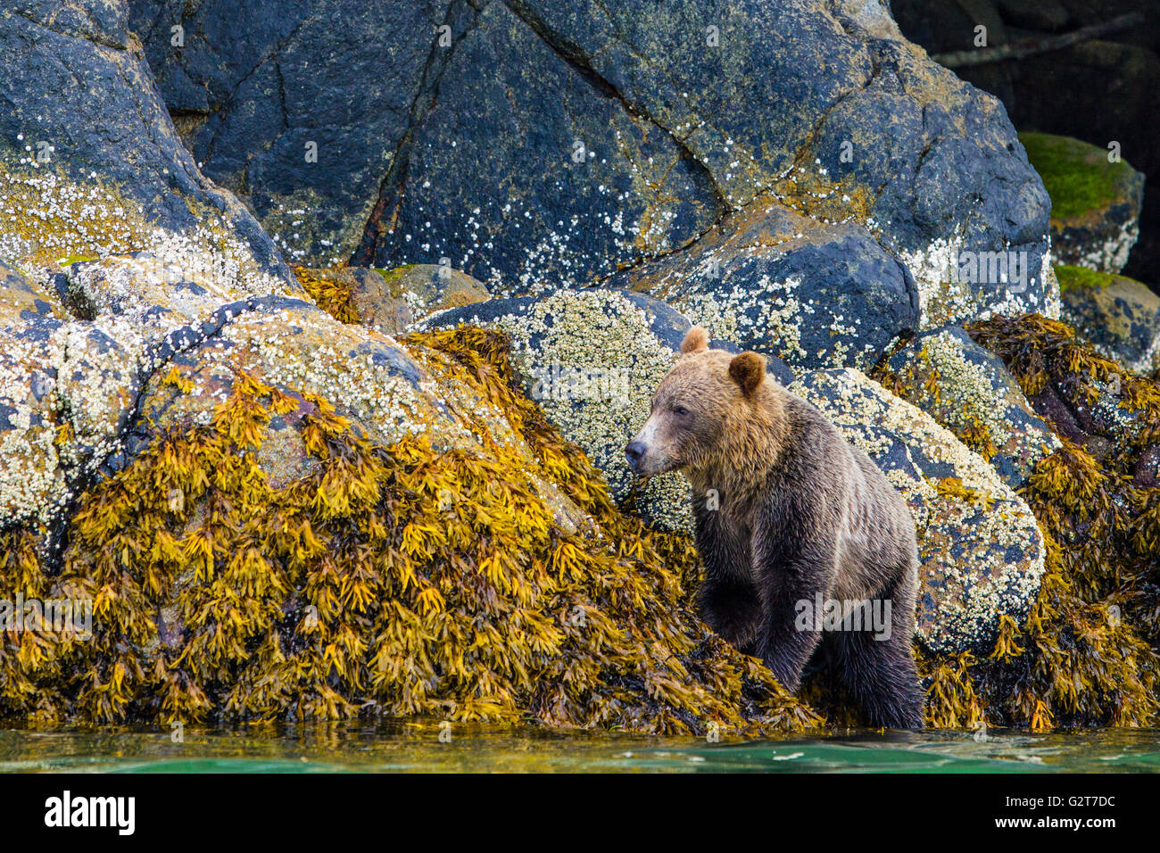 Costiera Orso grizzly rovistando lungo la bassa marea linea, ingresso del cavaliere, British Columbia, Canada Foto Stock