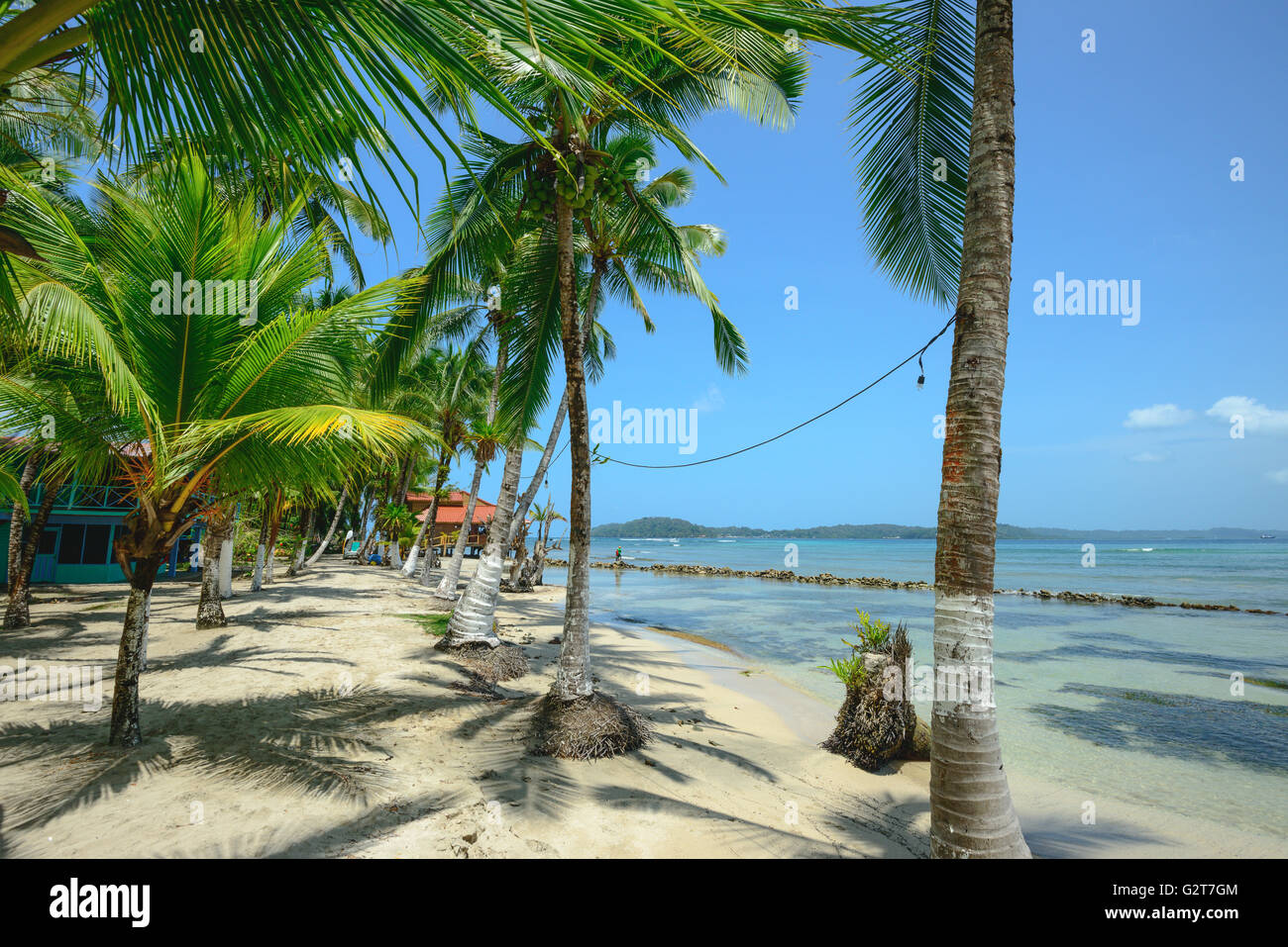 Palme sulla isola di Carenero in Bocas Del Toro, Panama Foto Stock