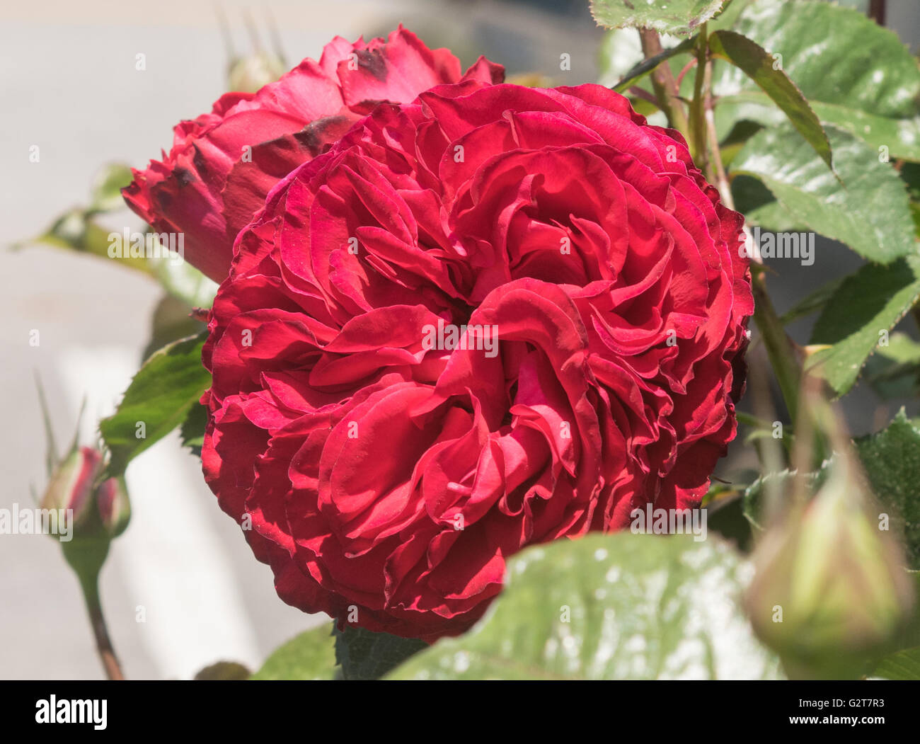 Singola rosa rossa Foto Stock