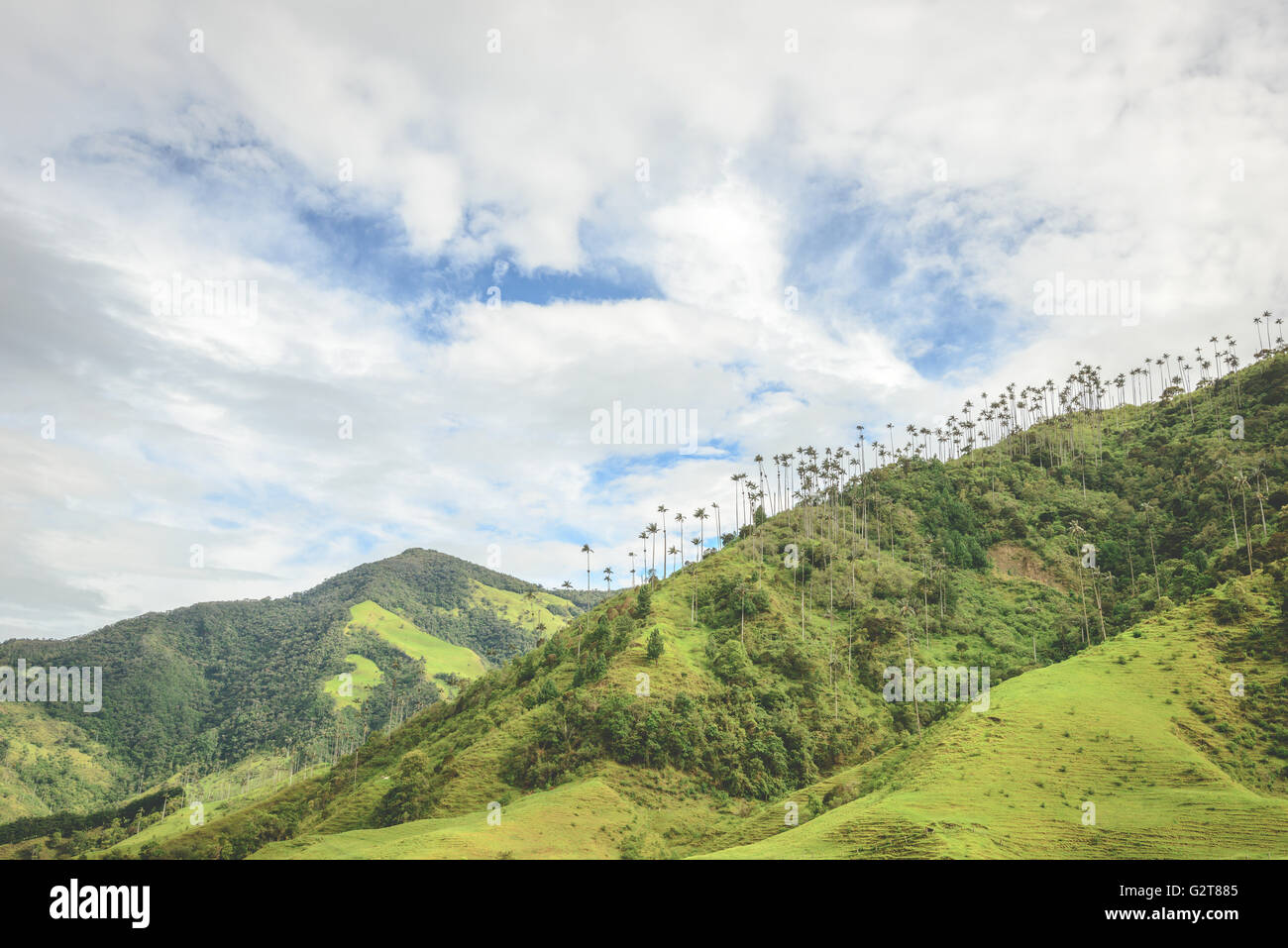Colline e alte palme in Cocora Valley vicino a Salento, Colombia Foto Stock