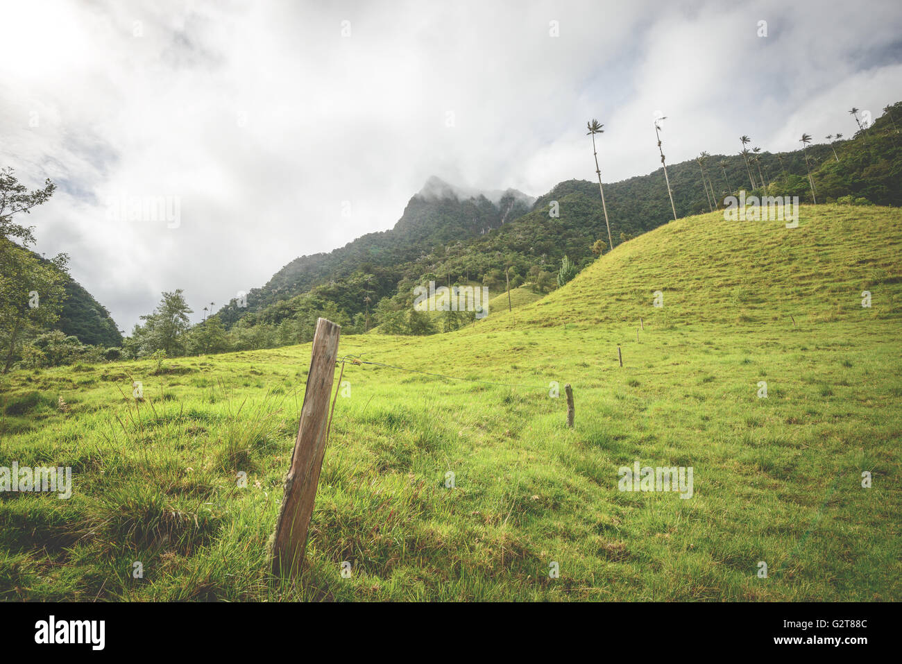 Colline e alte palme in Cocora Valley vicino a Salento, Colombia Foto Stock