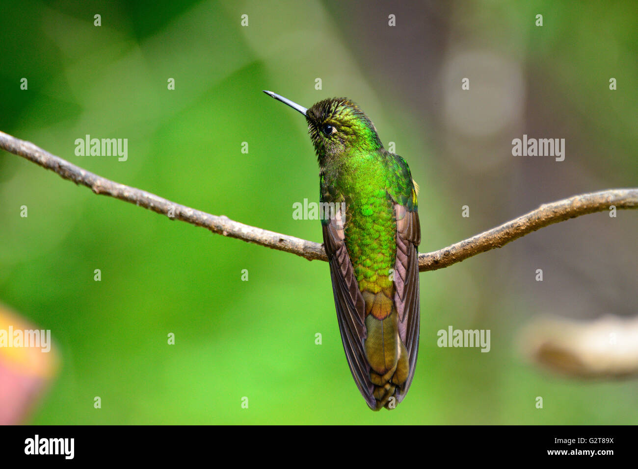 Colibrì in Cocora Valley vicino a Salento in Colombia Foto Stock