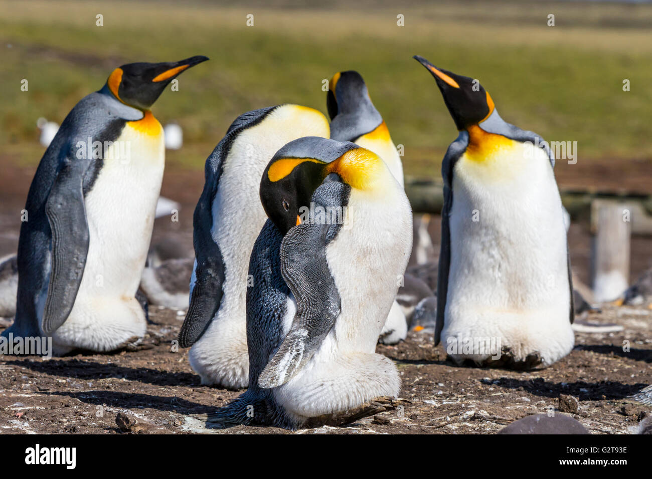 Il Re Penguin rookery a Bluff cove, East Falkland, Isole Falkland, British territorio d oltremare. Foto Stock