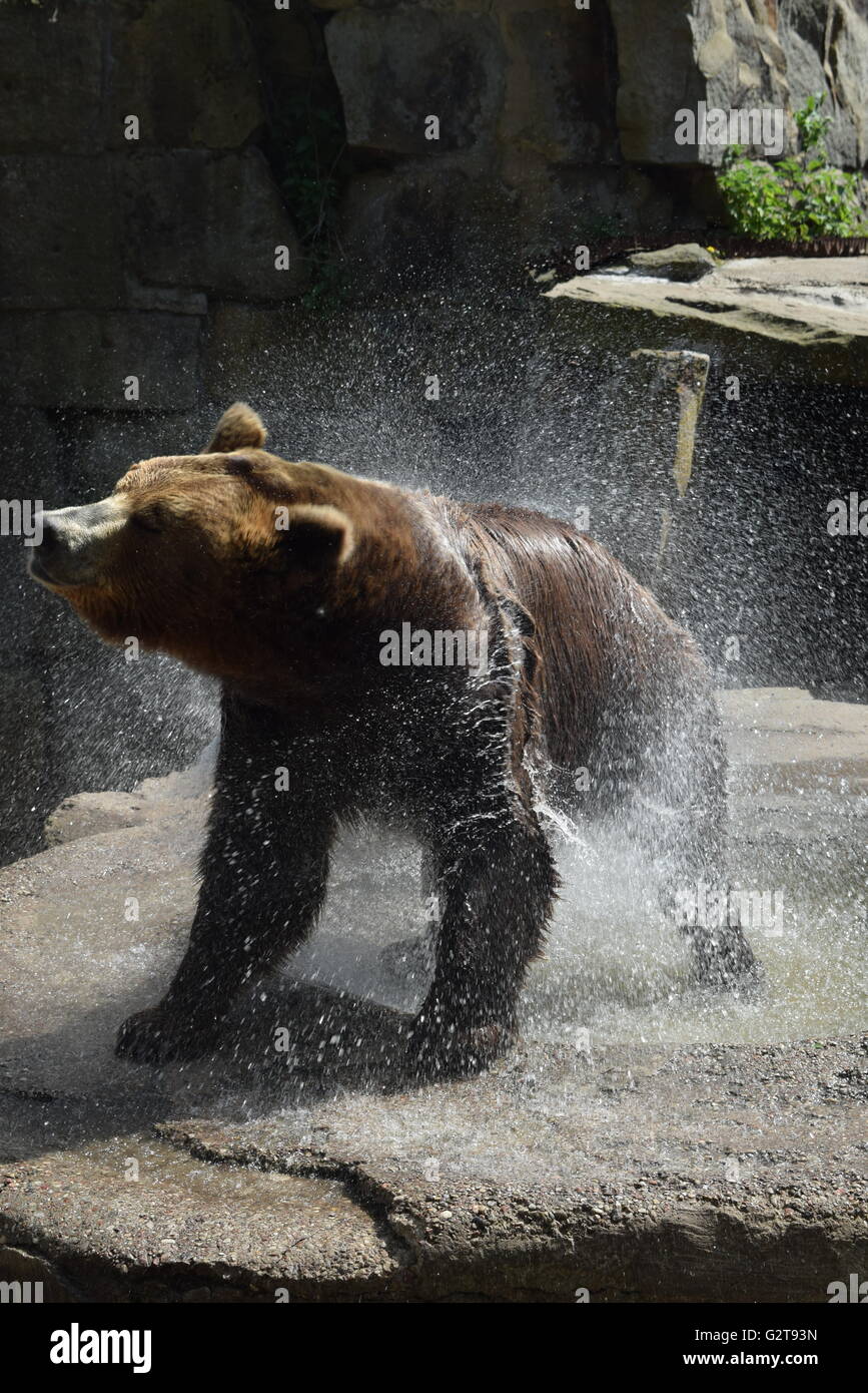 L'orso bruno (Ursus arctos) si risveglia per una sessione di foto nel zoo di Kaliningrad Foto Stock