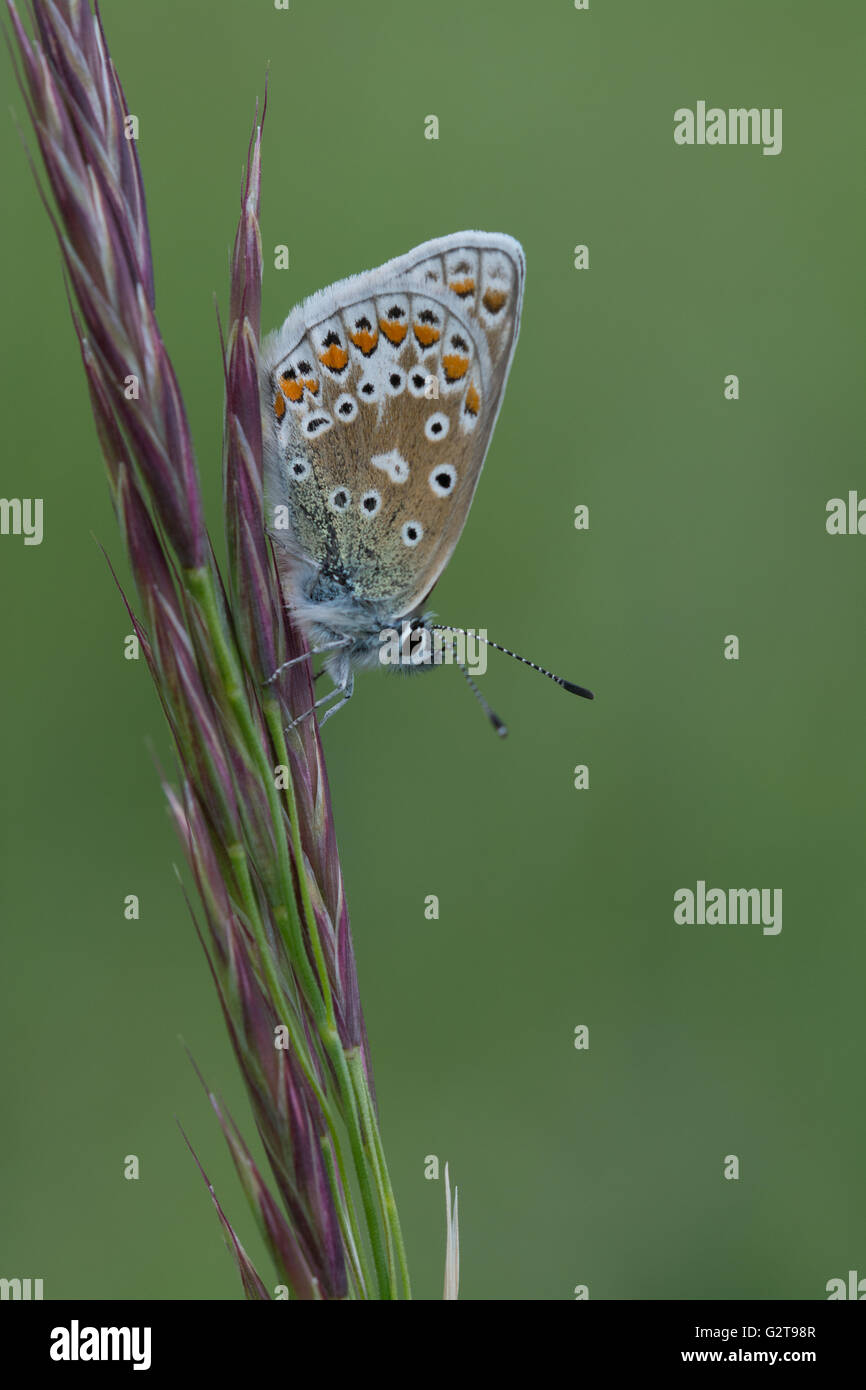Comune di blue butterfly (Polyommatus icarus), Regno Unito Foto Stock