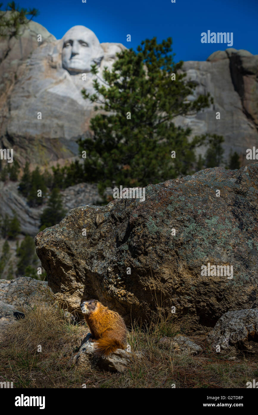 Wild marmotta seduto vicino a Mt Rushmore Dakota del Sud Foto Stock
