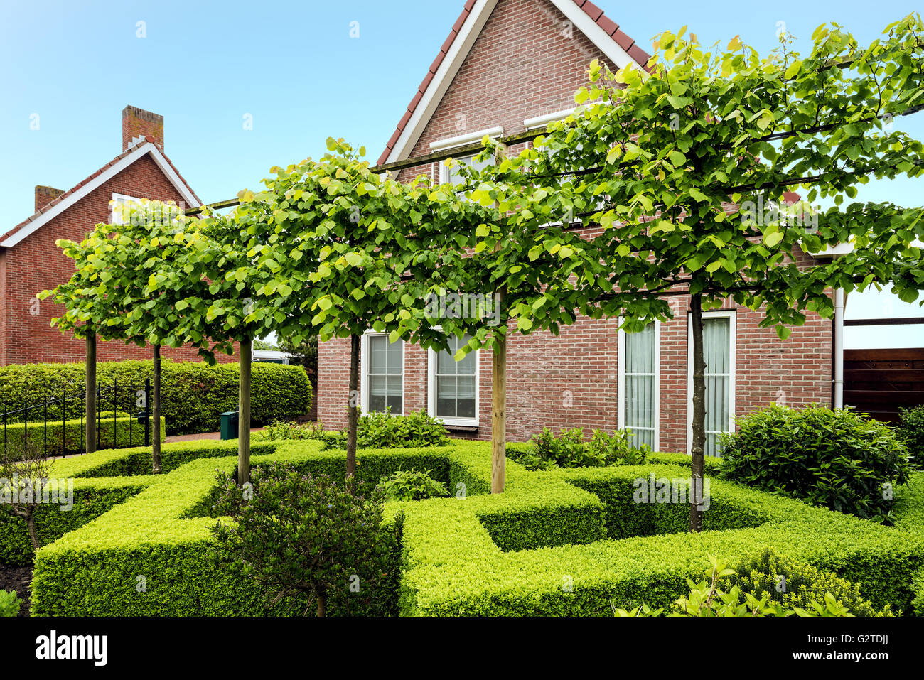 Verde decorativo buxus boccole Foto Stock