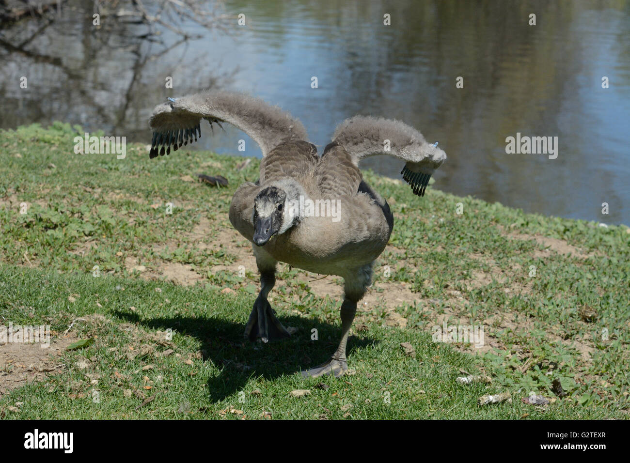Arrabbiato adolescente Canada Goose minaccia di carica di un altro goose dalla diversa famiglia immettendo il suo spazio Foto Stock