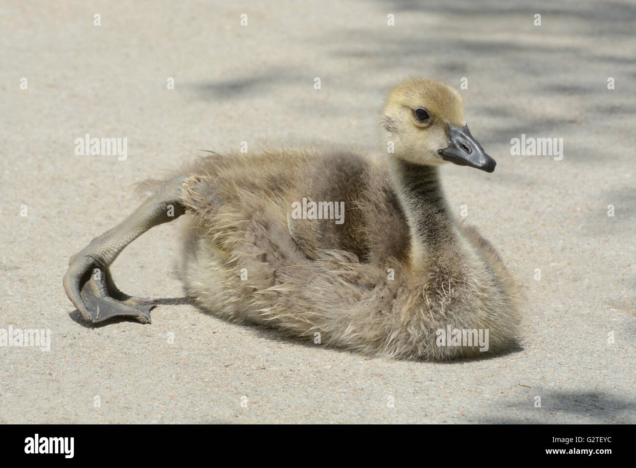 Canada Goose gosling allungamento della gamba mentre si prende il sole sul marciapiede a caldo Foto Stock