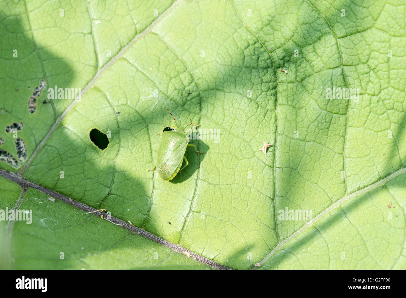 Un Southern verde bug di protezione, un africano insetto che ora a colonizzare l'Europa Foto Stock