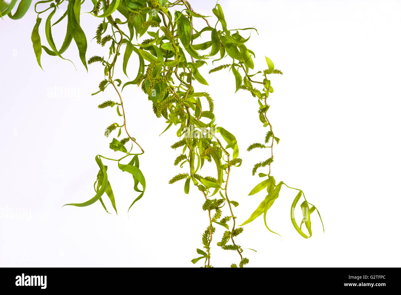 Salix babylonica pekinensis tortuosa Willow Foto Stock