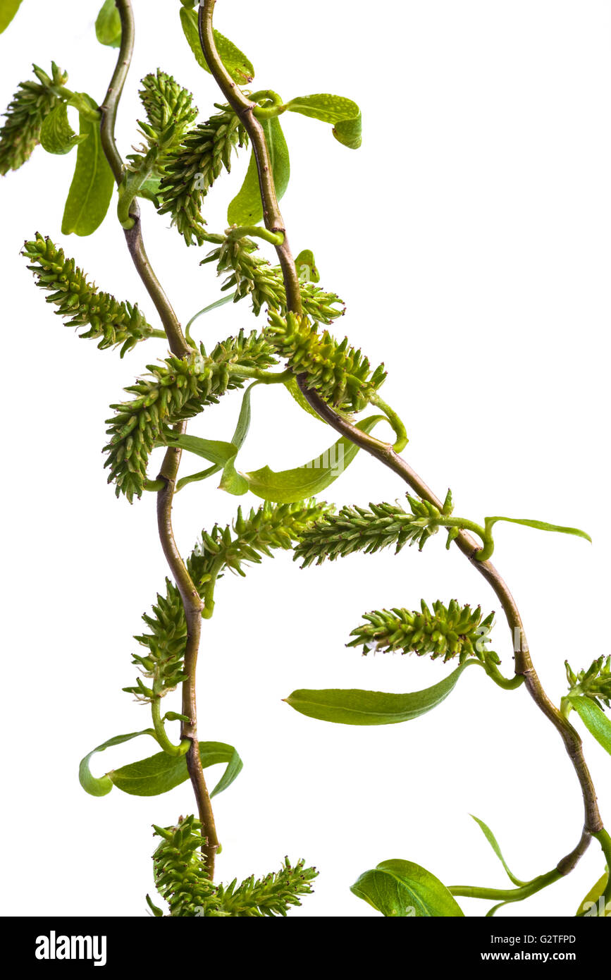 Salix babylonica pekinensis tortuosa Willow Foto Stock