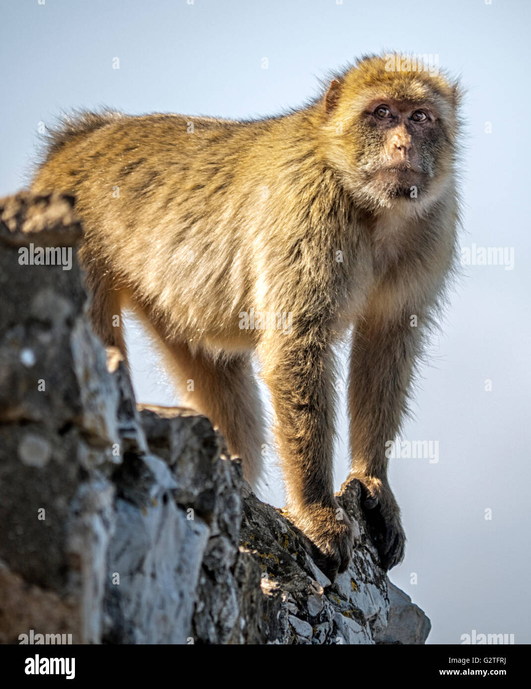 Barberia macaco di Gibilterra, il solo wild monkey popolazione nel continente europeo Foto Stock