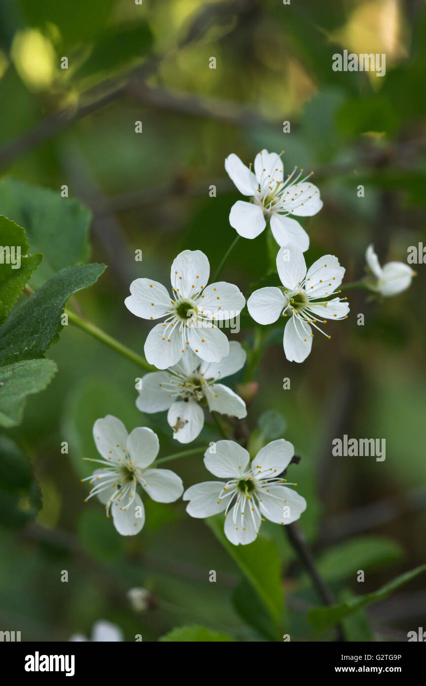 Cherry Blossoms di Prunus avium Foto Stock