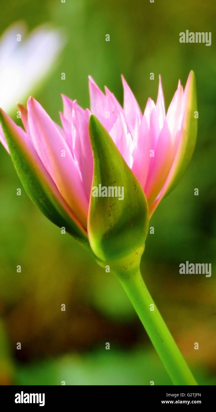 Una rosa blooming lotus Foto Stock