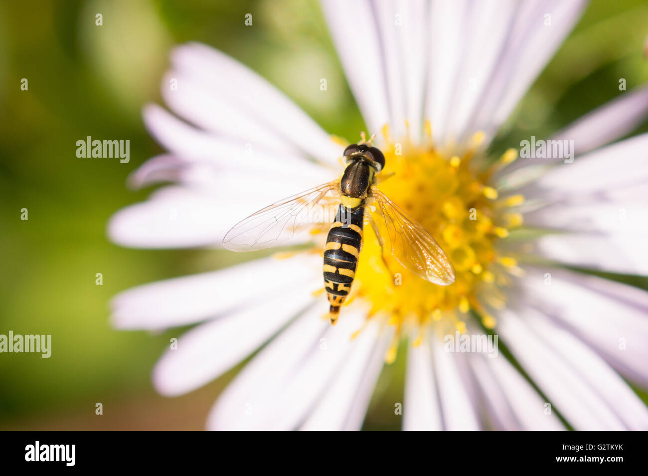 Una lunga Hoverfly (Sphaerophoria scripta) su un Michaelmas daisy. Foto Stock