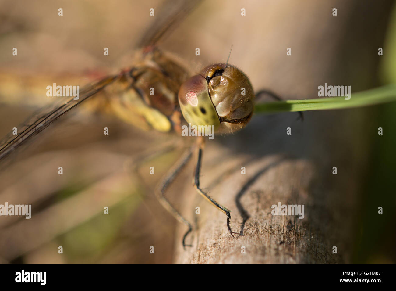 Un close-up di comune Darter dragonfly (Sympetrum striolatum) con una faccia danneggiato. Foto Stock