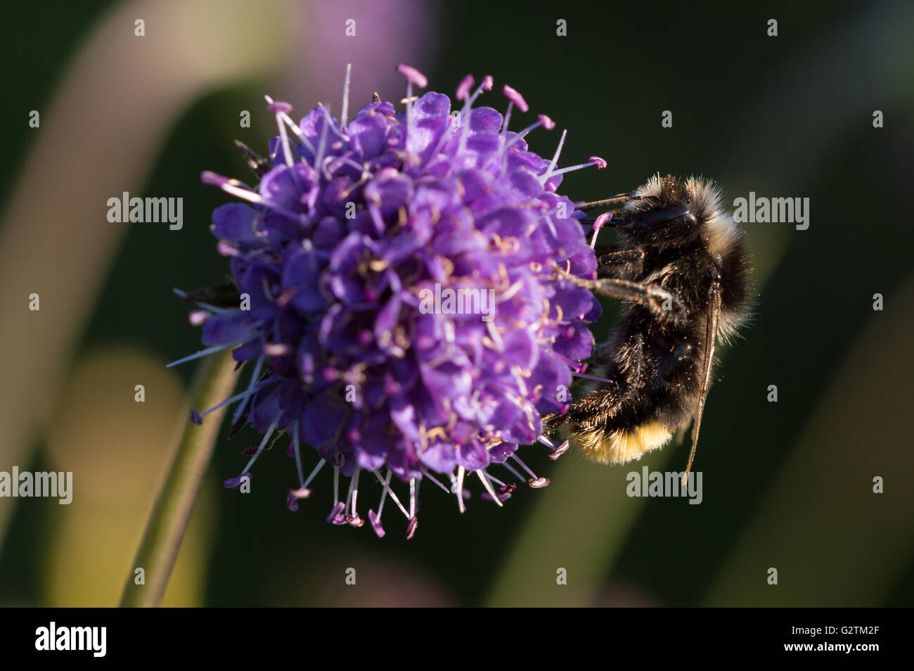 Un rosso-tailed Bumblebee (Bombus lapidarius) su un Devil's-bit Scabious fiore (Succisa pratensis) Foto Stock