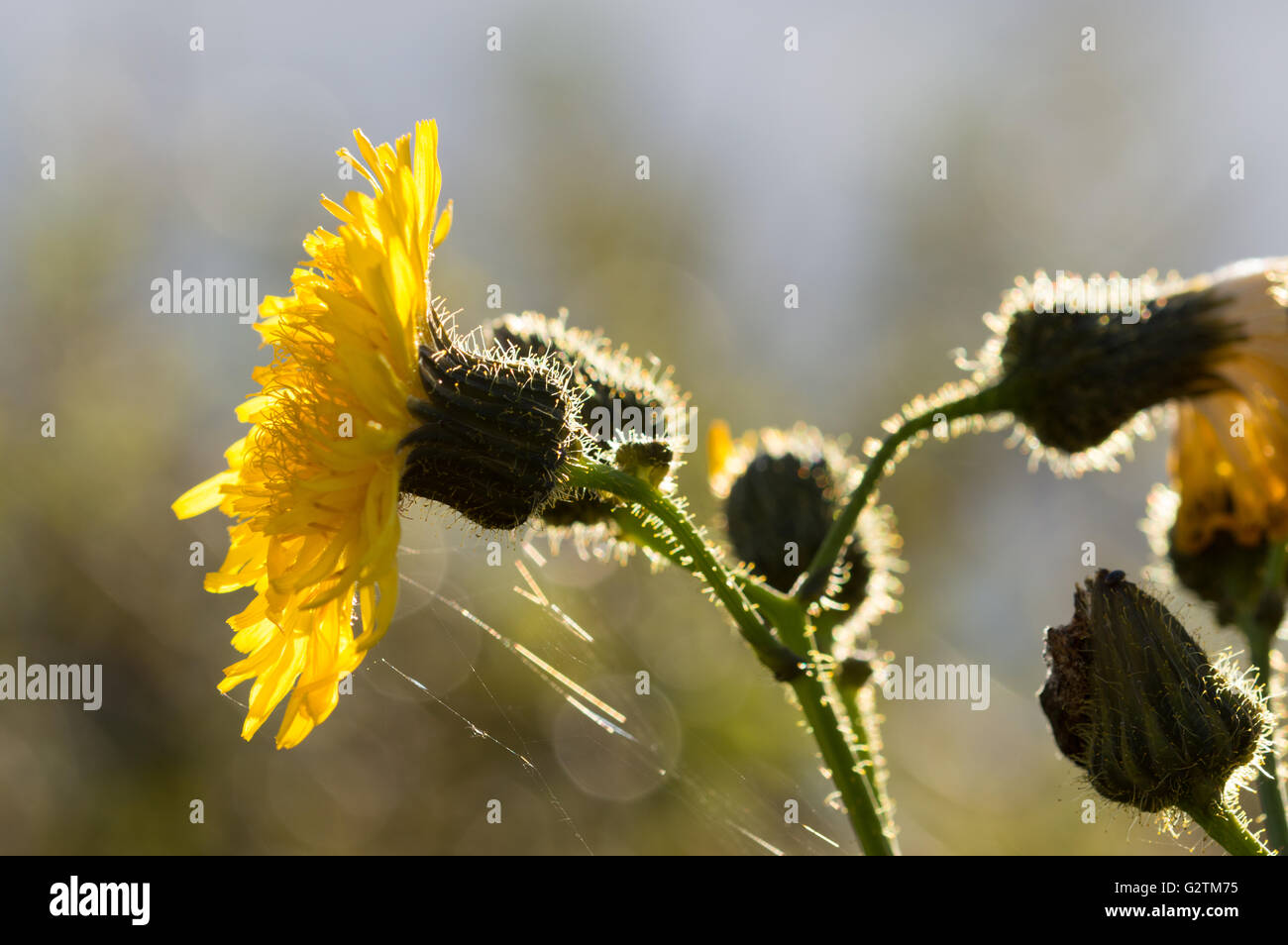 Un perenne Sow-fiore di cardo (Sonchus arvense). Foto Stock