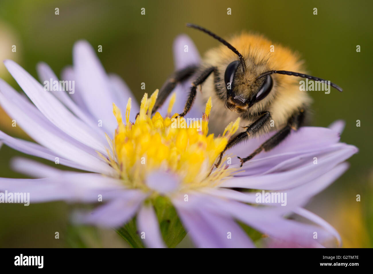 Un close-up di una carda comune Bumblebee (Bombus pascuorum) su un Michaelmas daisy. Foto Stock