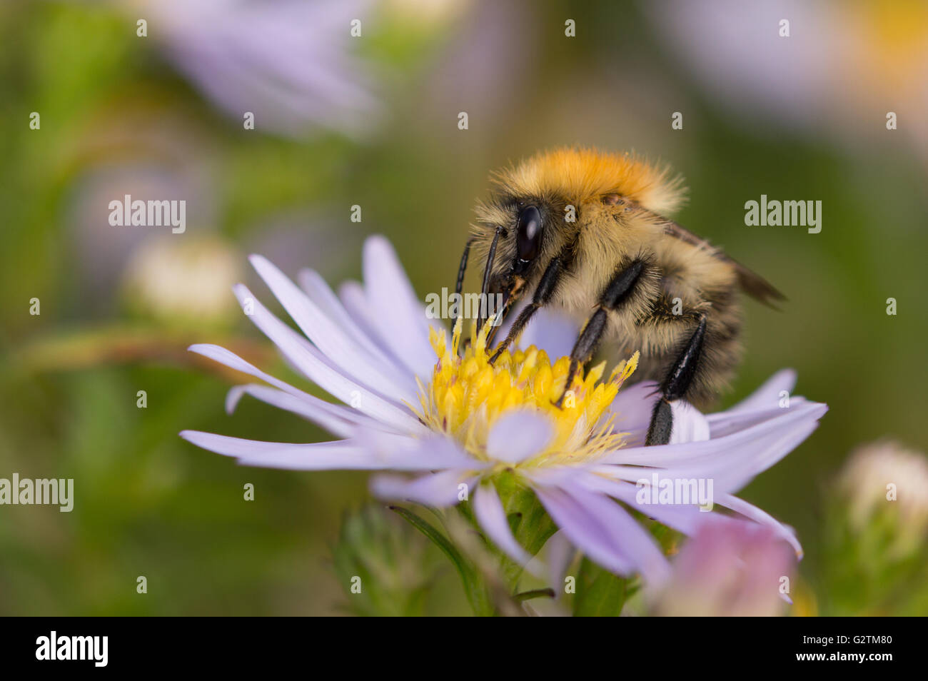 Una carda comune Bumblebee (Bombus pascuorum) su un Michaelmas daisy. Foto Stock