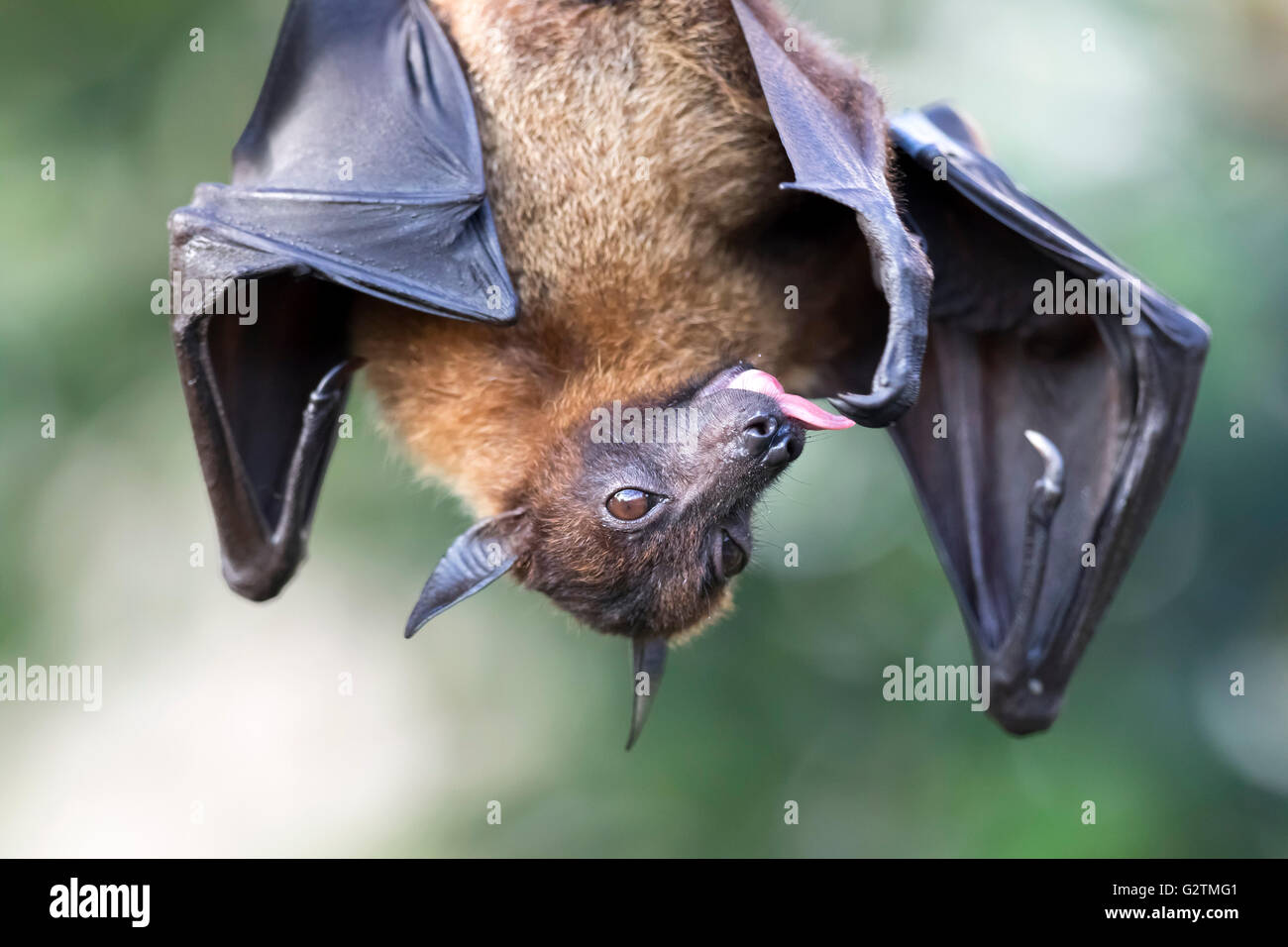 Indian flying fox o maggiore frutto indiano bat (Pteropus giganteus) appesi, captive Foto Stock