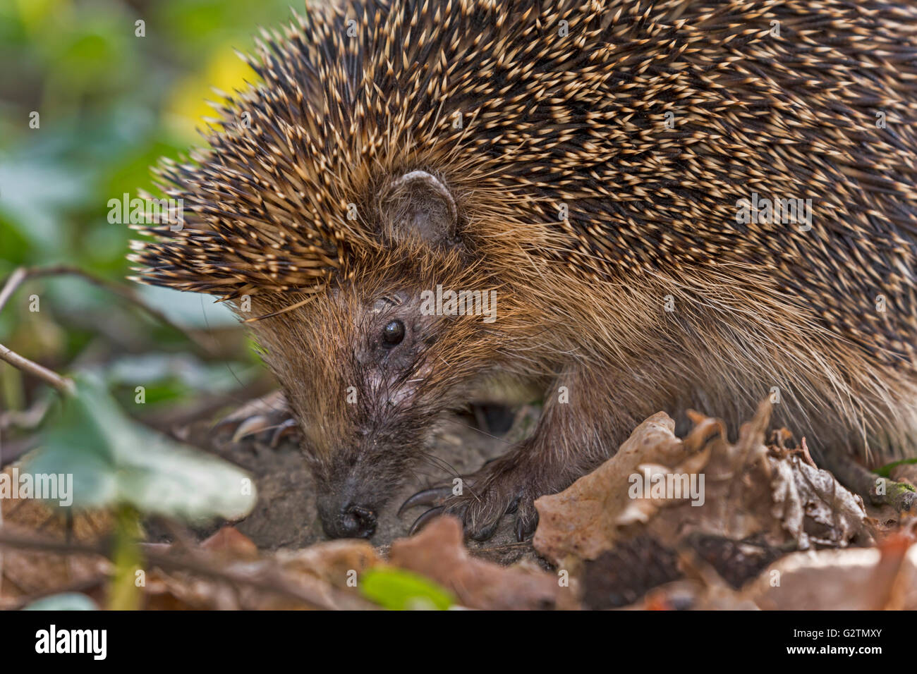 West European riccio (Erinaceus europaeus) foraggio, Schleswig Holstein, Germania Foto Stock