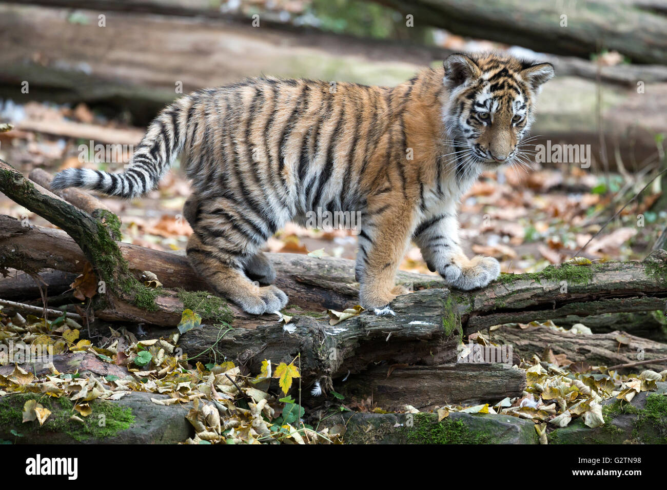 Tigre Siberiana, la tigre di Amur (Panthera tigris altaica), giovane animale, captive Foto Stock