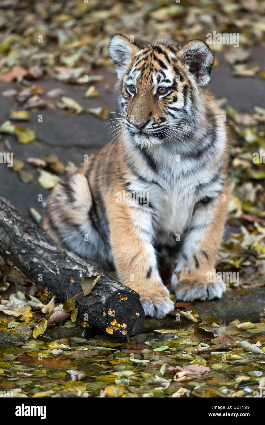 Tigre Siberiana, la tigre di Amur (Panthera tigris altaica), giovane animale, captive Foto Stock