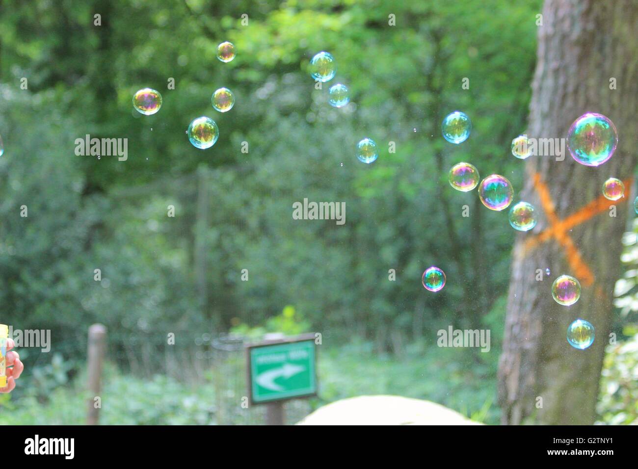 Scoppiare bolle nella foresta Foto Stock