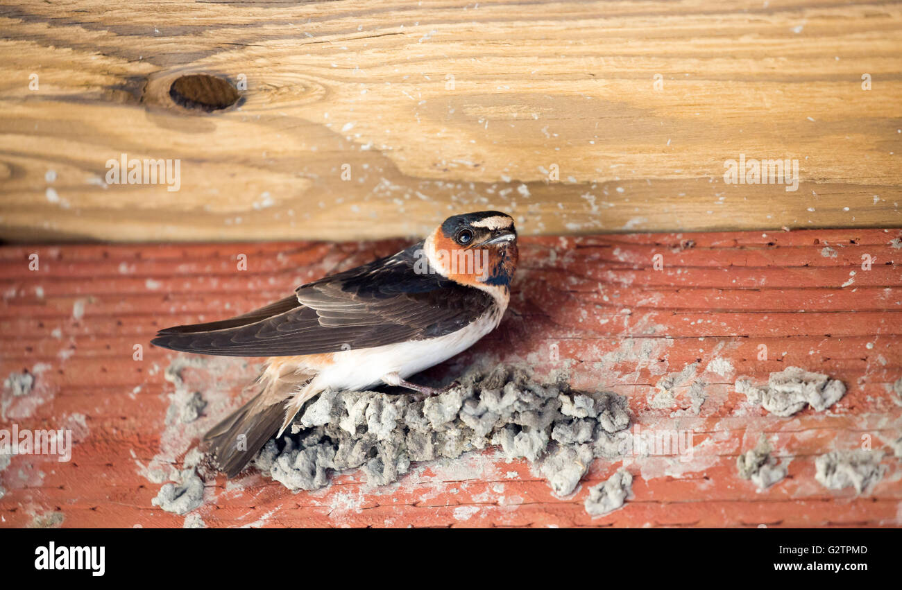 Cliff Swallow adulta femmina costruzione nido da pellet di fango all'interno di struttura in legno. Contea di Santa Clara, California, Stati Uniti. Foto Stock