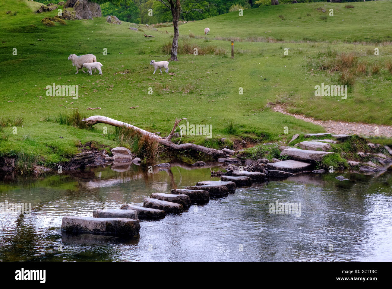 Pietre miliari, Fiume Rothay, Lake District, Cumbria, England, Regno Unito Foto Stock