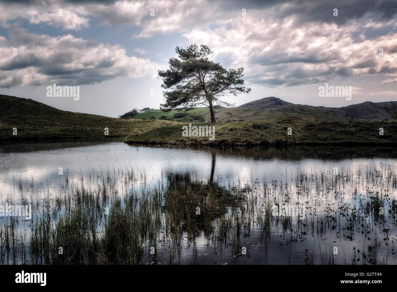 Kelly Hall Tarn, Torver, Lake District, Cumbria, England, Regno Unito Foto Stock